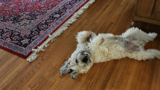 DIY Wood Floor Repair: Fix Scratches Easily with MagicEzy